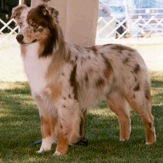 Tweed merle 2025 australian shepherd