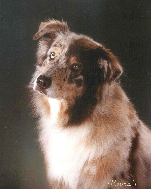 Tweed 2024 australian shepherd